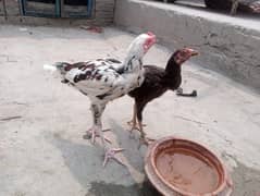 Mianwali