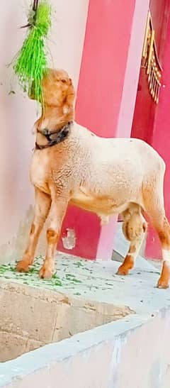 2 dant ka dumba uor bachra