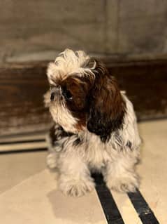 Shihtzu