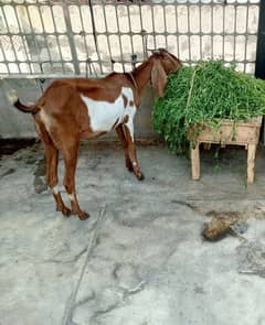 Bakri