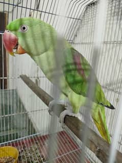 Raw breeder Female