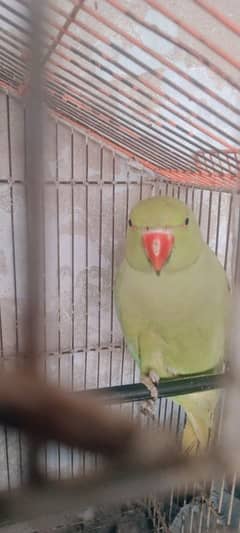 parrot for sale