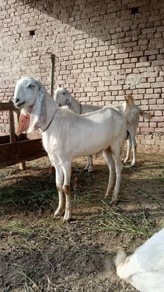 qurbani bakra