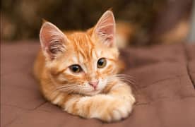Tabby kitten pair for sale