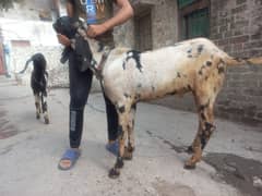 Bakra jori available