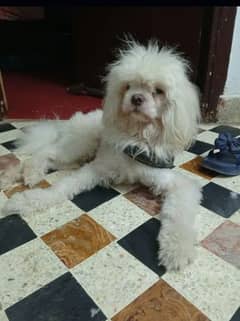 sale extreme quality shihitzi dog male trim kradia