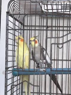 lovebird handtame or full yellow cocktail or grey coctal or budgie