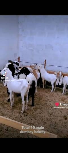 GULABI,
