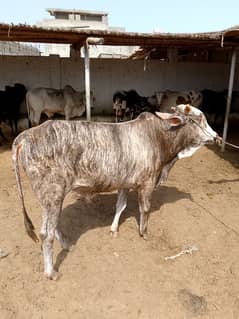 qurbani