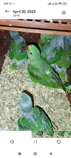raw chiks ring nack chicks for sale location Hyderabad