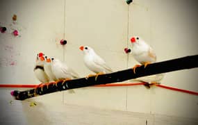 Zebra finch