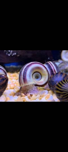snails