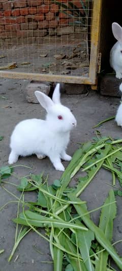 Red eye's Rabbits ( 0309-4698495 )