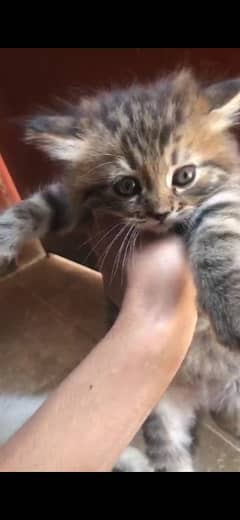 kittens