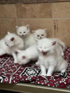 long hair kittens sale urgent