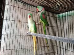 parrots 2 pairs (granted) breeding pair