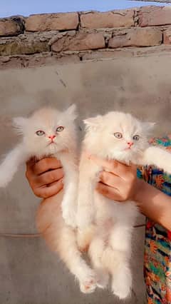 persian kitten