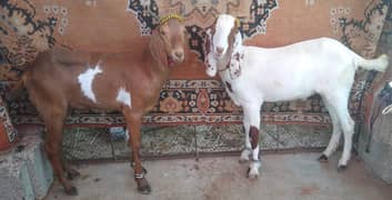 Do dant khasi bakre