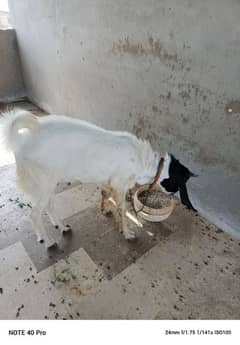 andu