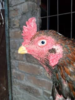Amroha cross eggs aseel eggs