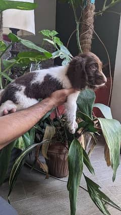 English SPRINGER SPANIEL Puppies