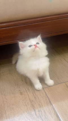 kitten/ cat white/ female cat baby/ kitten white