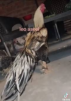 Top quality shamo chicks and paper white hieghted male
