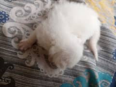 kitten