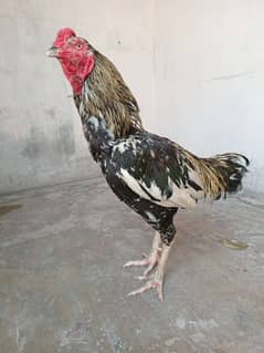 Aseel