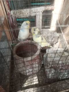 Australian parrot