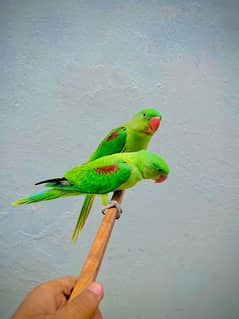 raw parrot pair DNA pass 3 months age