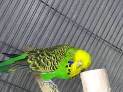 exhibition quality male  female for sale