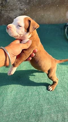 Pitbull pups available