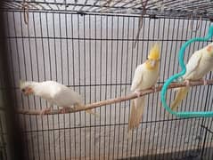 cockatiel