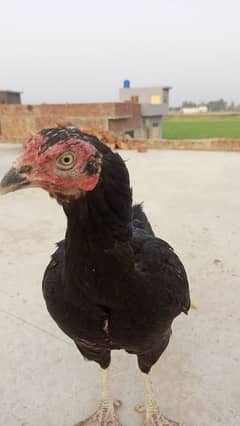 narowal
