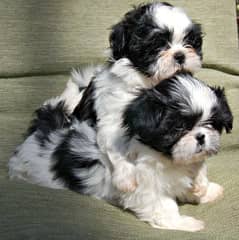 Shih Tzu & Labrador Puppies