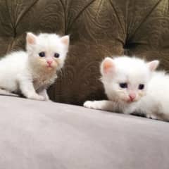Persian kitten | Triple coat Kitten | Siamese | Blue Eyes | white| Cat