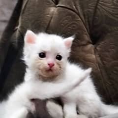 Persian kitten | Triple coat Kitten | Siamese | Blue Eyes | white| Cat