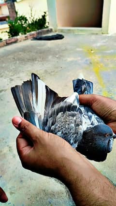Pigeon for sale in wah cantt