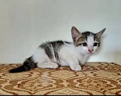 kitten pair