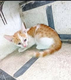 kitten