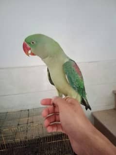 talking