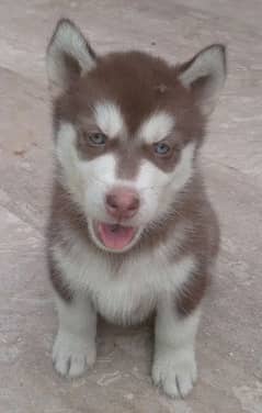 Husky puppies for sale exchange posible with german shepherd / labra