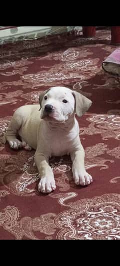 pitbull puppies