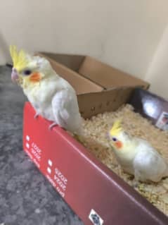 eno