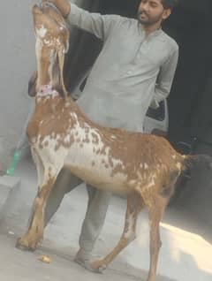Makhi Chini Confram 3 Month ki 100 Percent Gaban