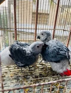 African grey parrot checks for sale03462738809