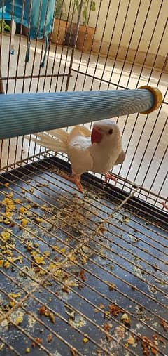 RiNgNeCk self Chicks