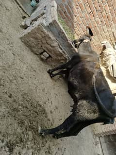 cow