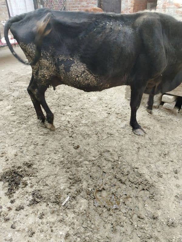 cow urjent for sale 1